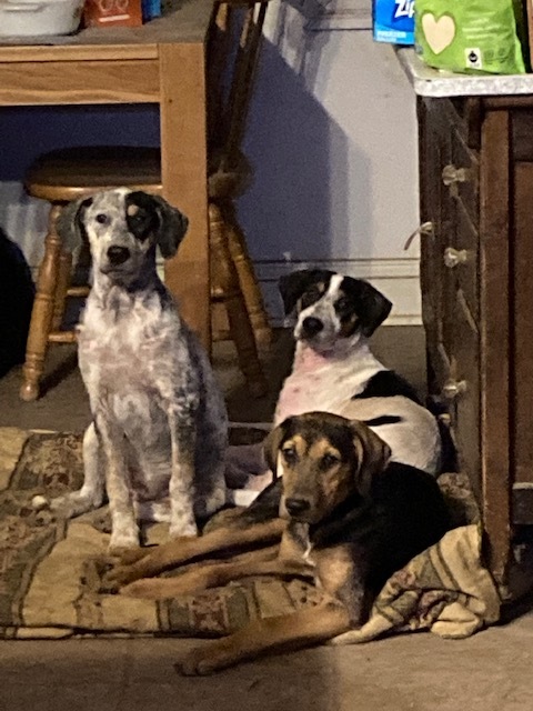 Hound Puppies (Available Separately), Adoptable, Young Male Hound.