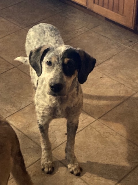 Enlarge Hound Puppies (Available Separately), a Adoptable mixed breed in Silver Spring, MD image 8/8