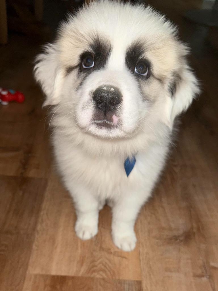 Snow, Adopted, Young Female Great Pyrenees.