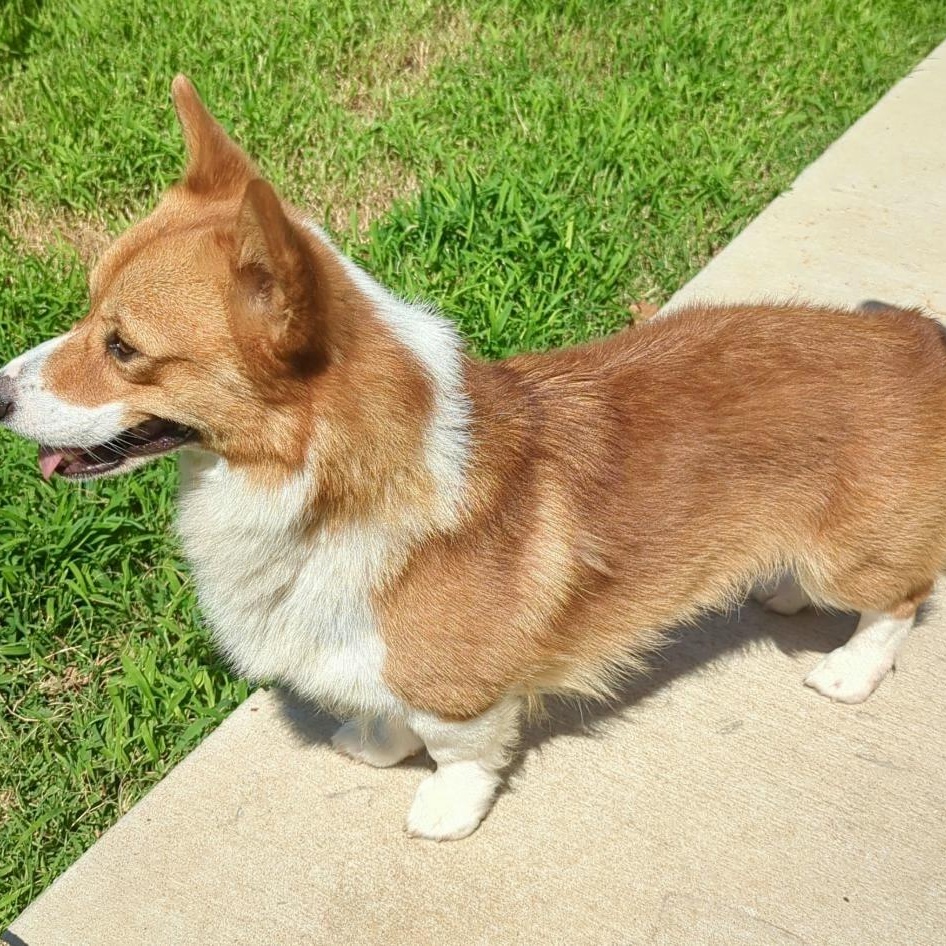 Enlarge Piper - Corgi Companion, an adopted Pembroke Welsh Corgi in Tulsa, OK image 4/4
