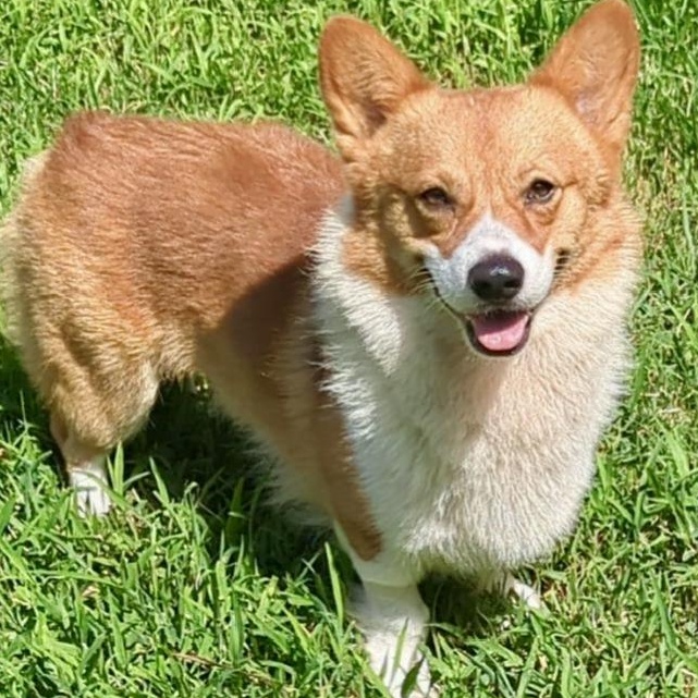 Enlarge Piper - Corgi Companion, an adopted Pembroke Welsh Corgi in Tulsa, OK image 2/4