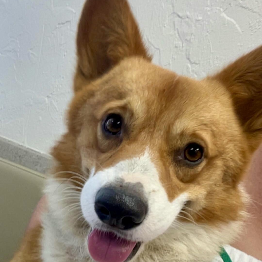 Enlarge Piper - Corgi Companion, an adopted Pembroke Welsh Corgi in Tulsa, OK image 1/4