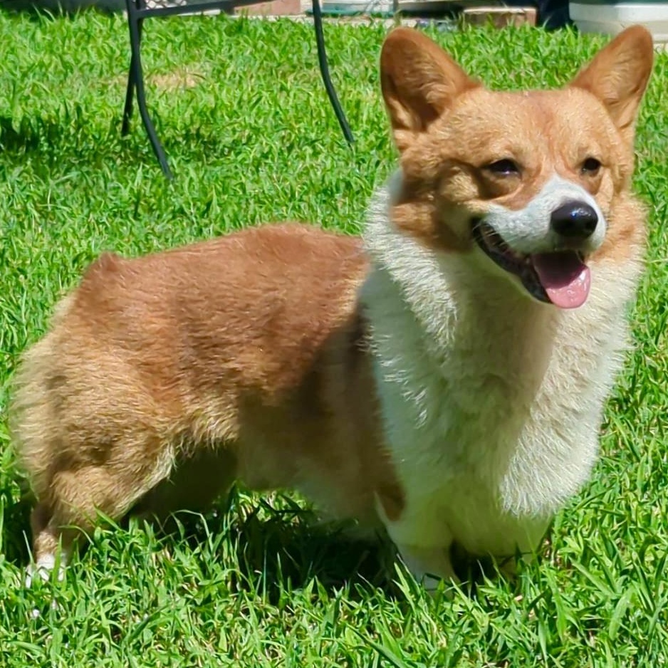 Enlarge Piper - Corgi Companion, an adopted Pembroke Welsh Corgi in Tulsa, OK image 3/4