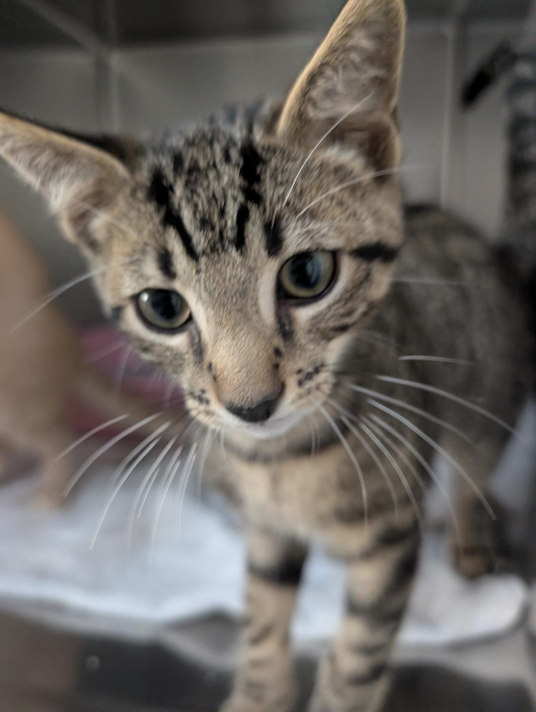 Enlarge Watermelon, a Adoptable Domestic Short Hair in Reisterstown, MD image 3/3