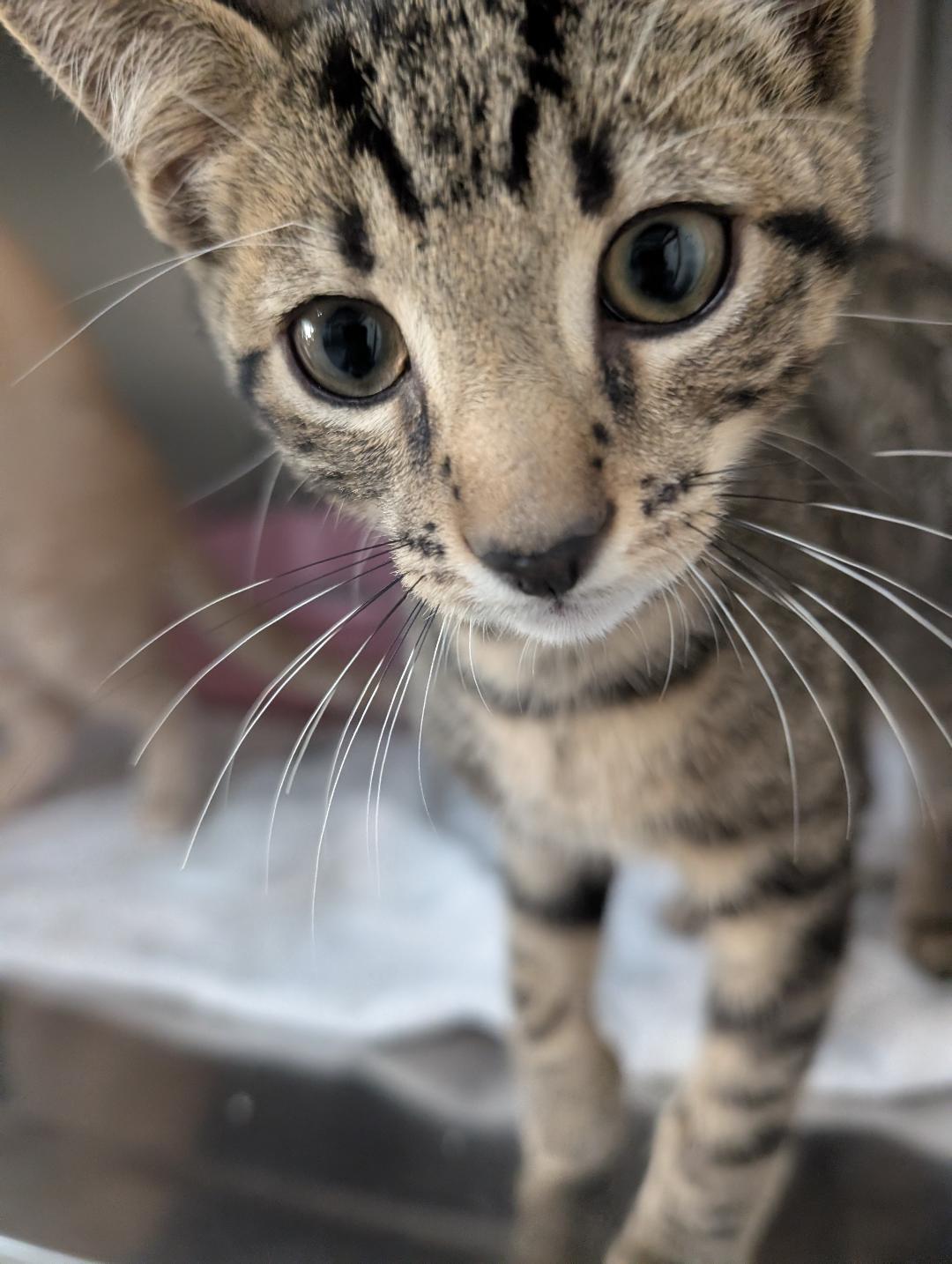 Enlarge Watermelon, a Adoptable Domestic Short Hair in Reisterstown, MD image 2/3