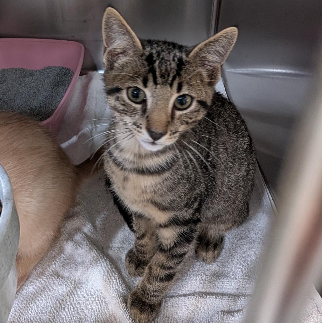 Watermelon, Adoptable, Kitten Male Domestic Short Hair.