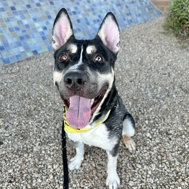 PERRY, Adoptable, Young Male Siberian Husky & Mixed Breed.