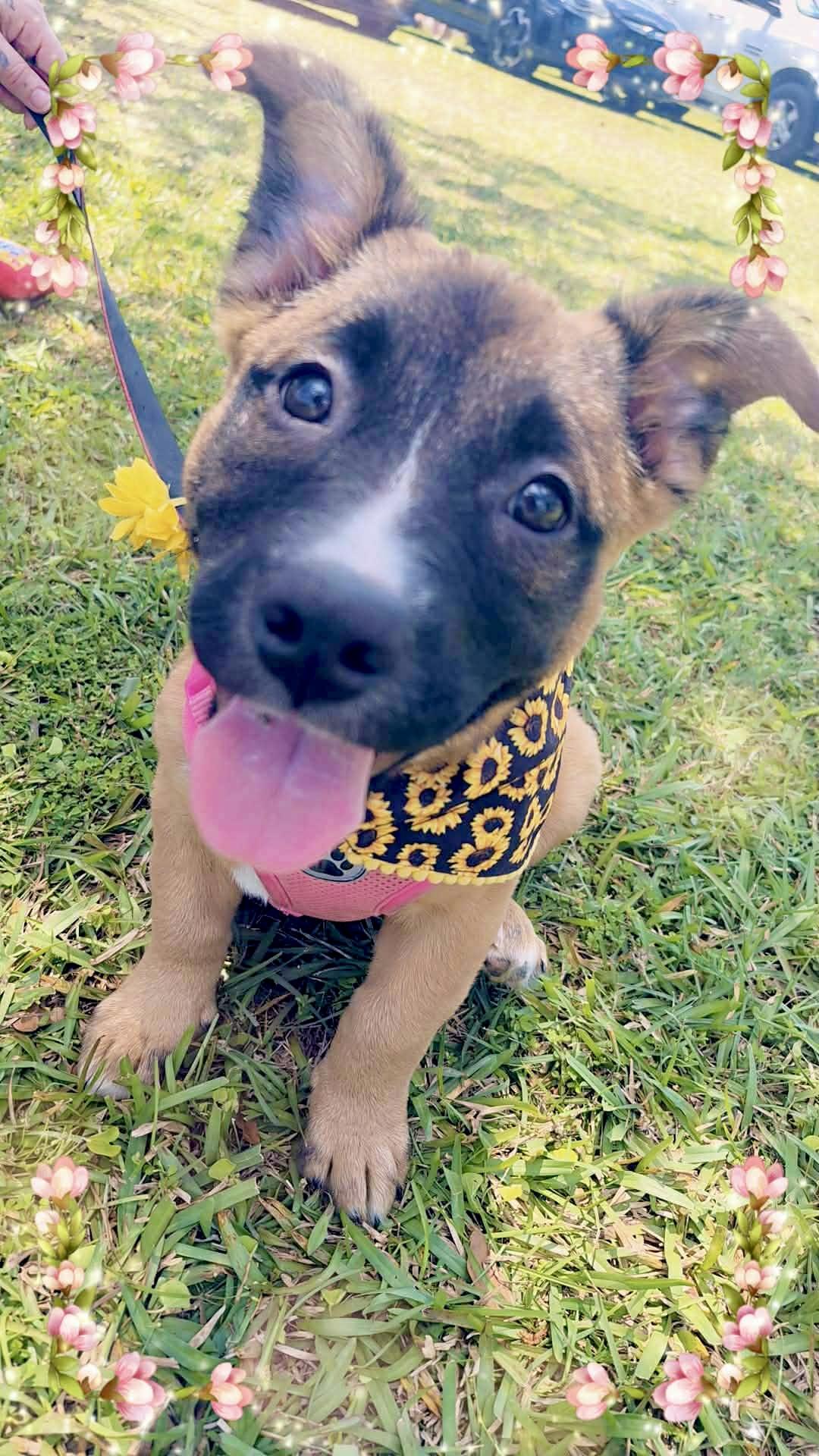 Enlarge Dharma, a ADOPTABLE mixed breed in Milton, FL image 3/6