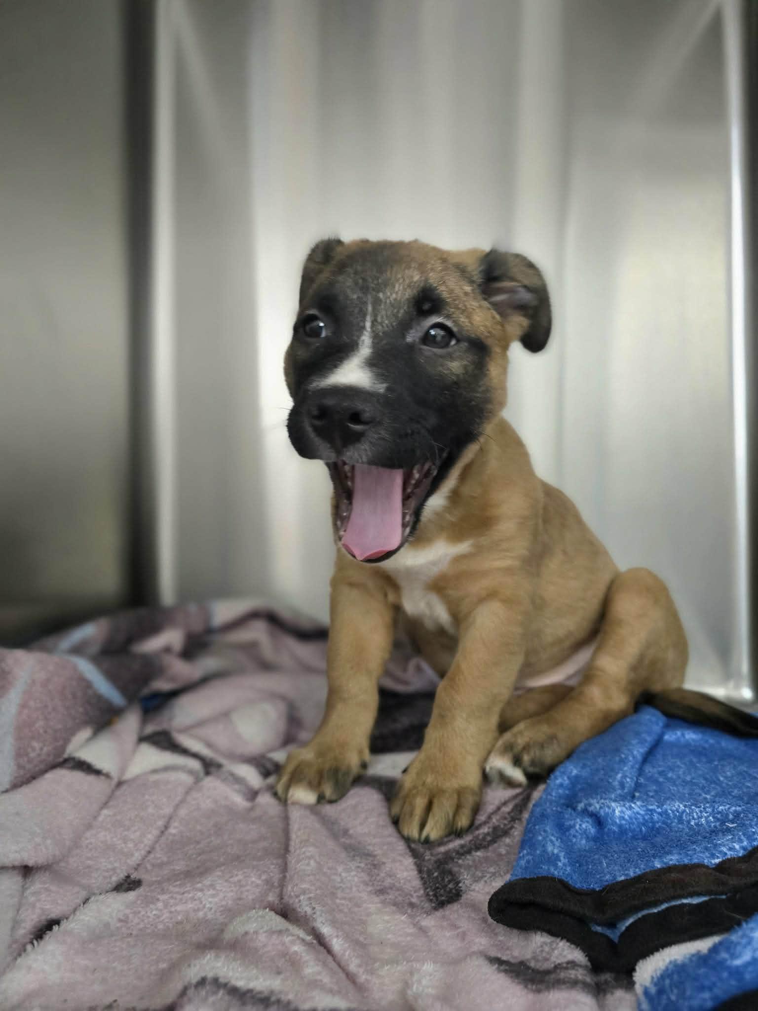 Enlarge Dharma, a ADOPTABLE mixed breed in Milton, FL image 5/6
