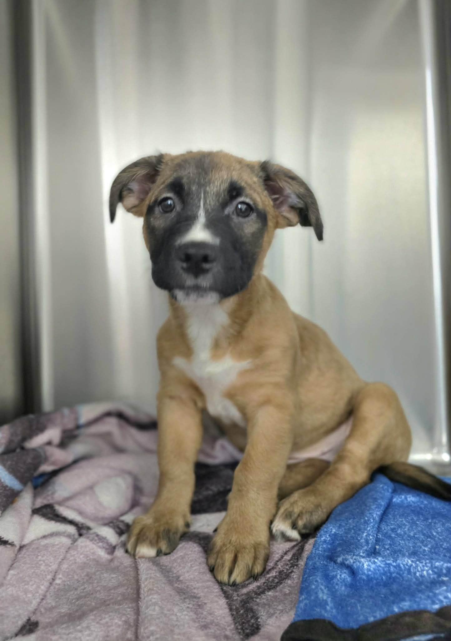 Enlarge Dharma, a ADOPTABLE mixed breed in Milton, FL image 6/6