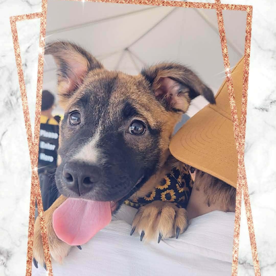 Dharma, ADOPTABLE, Puppy Female Corgi & German Shepherd Dog.