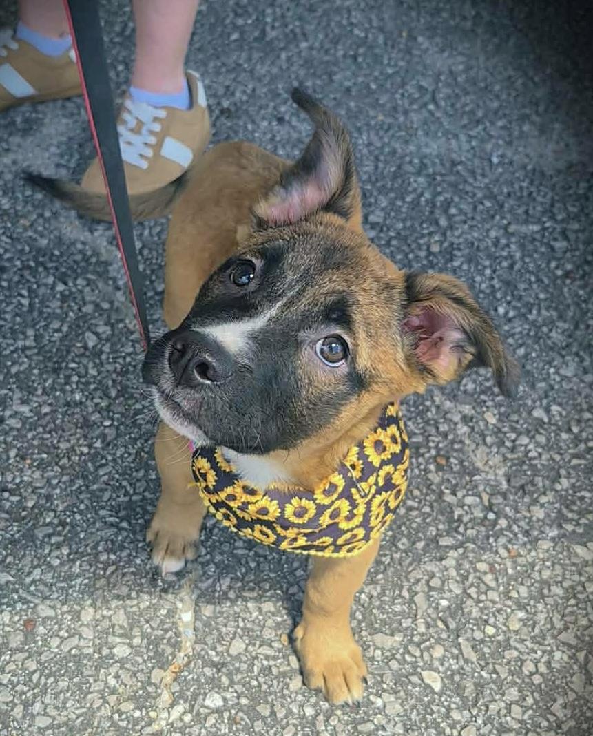 Enlarge Dharma, a ADOPTABLE mixed breed in Milton, FL image 2/6
