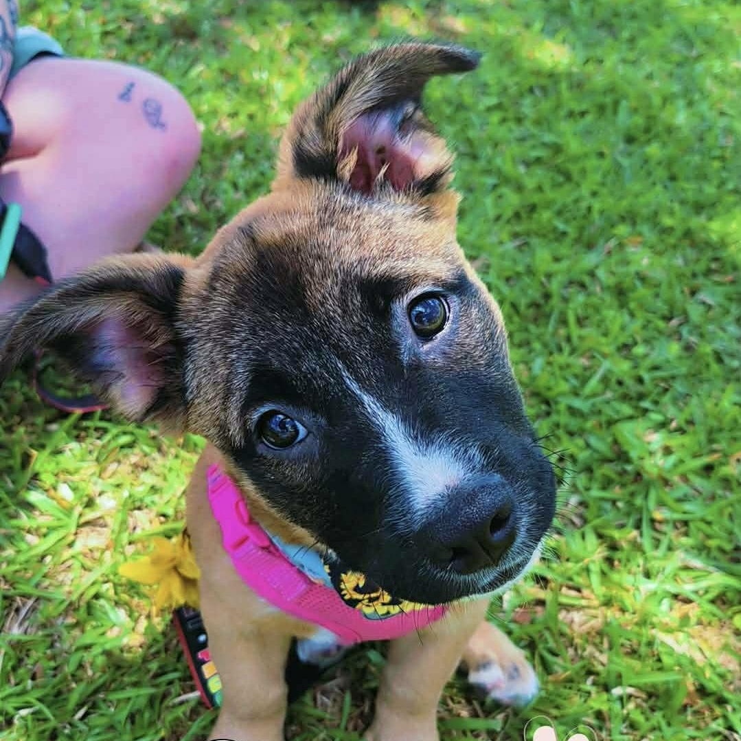 Enlarge Dharma, a ADOPTABLE mixed breed in Milton, FL image 4/6
