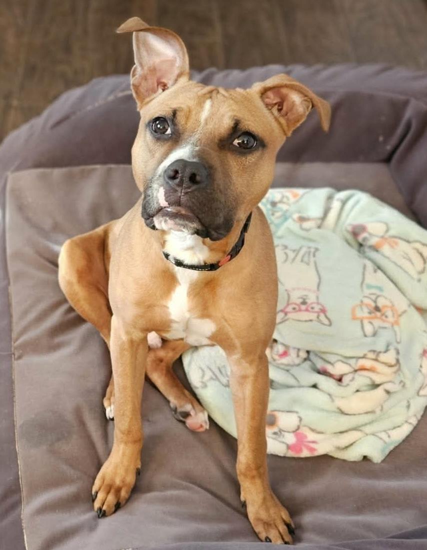 Odin, a ADOPTABLE Mixed Breed in Highland, NY image 1/3