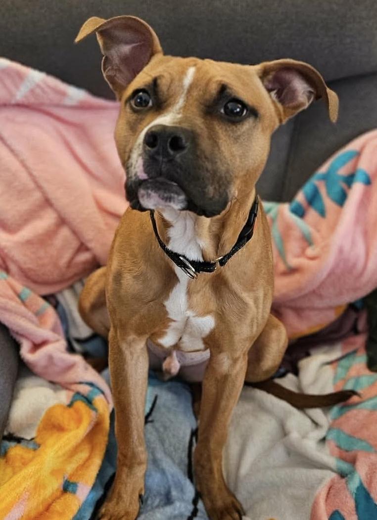 Odin, a ADOPTABLE Mixed Breed in Highland, NY image 2/3