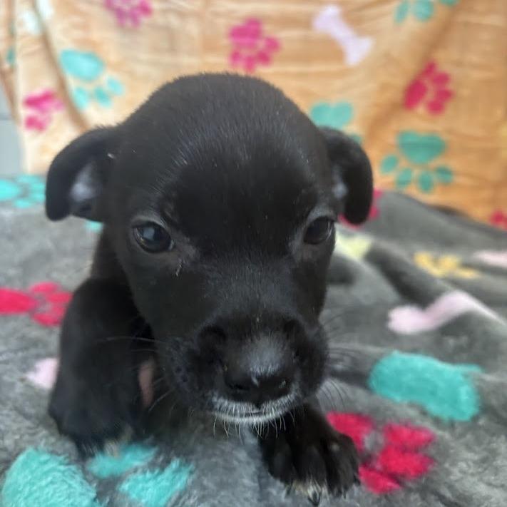 Shrimp, Adoptable, Puppy Female Black Labrador Retriever & Mixed Breed.