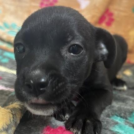 Enlarge Shrimp, a Adoptable mixed breed in North Charleston, SC image 2/5
