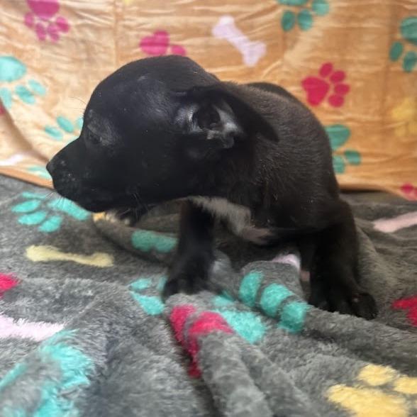 Enlarge Shrimp, a Adoptable mixed breed in North Charleston, SC image 3/5