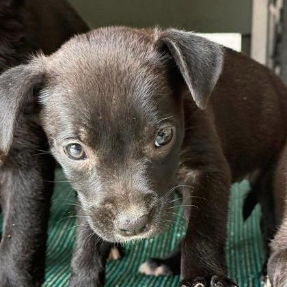 Enlarge Shrimp, a Adoptable mixed breed in North Charleston, SC image 4/5