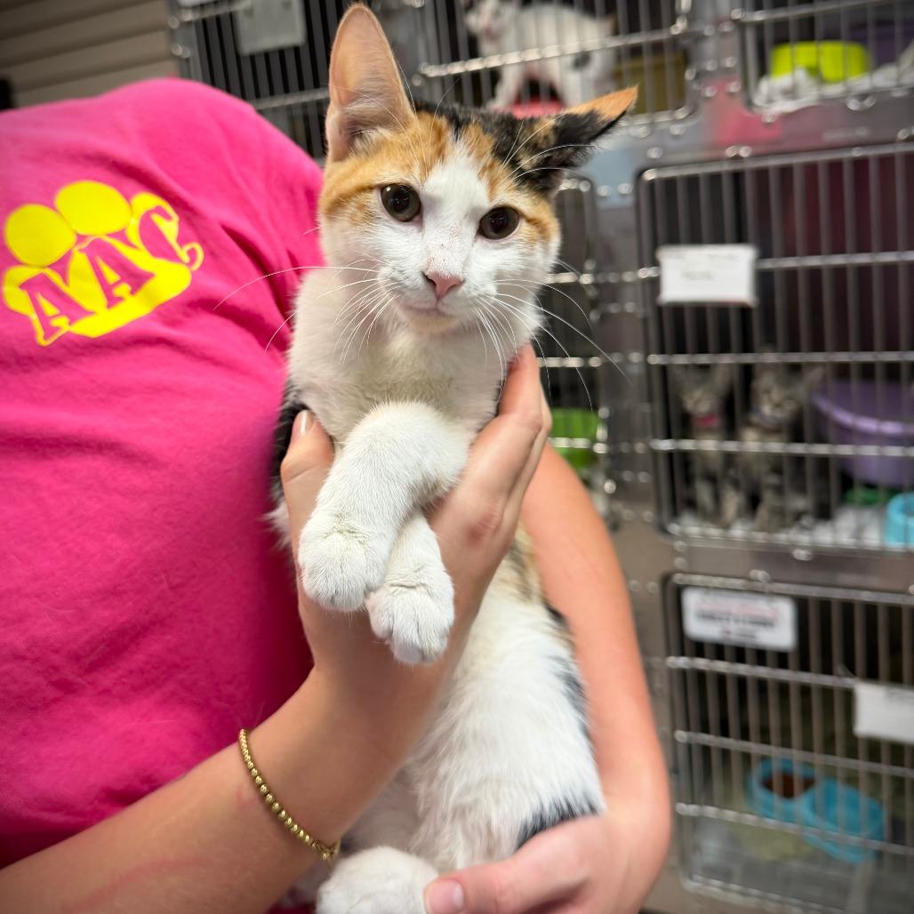 Dee Dee, Adoptable, Kitten Female Domestic Short Hair.