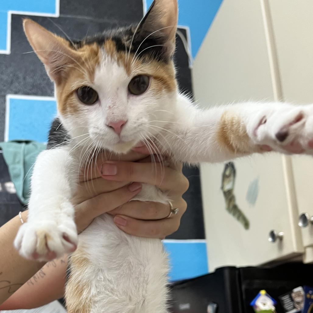 Enlarge Dee Dee, a Adoptable Domestic Short Hair in Ardmore, OK image 2/2