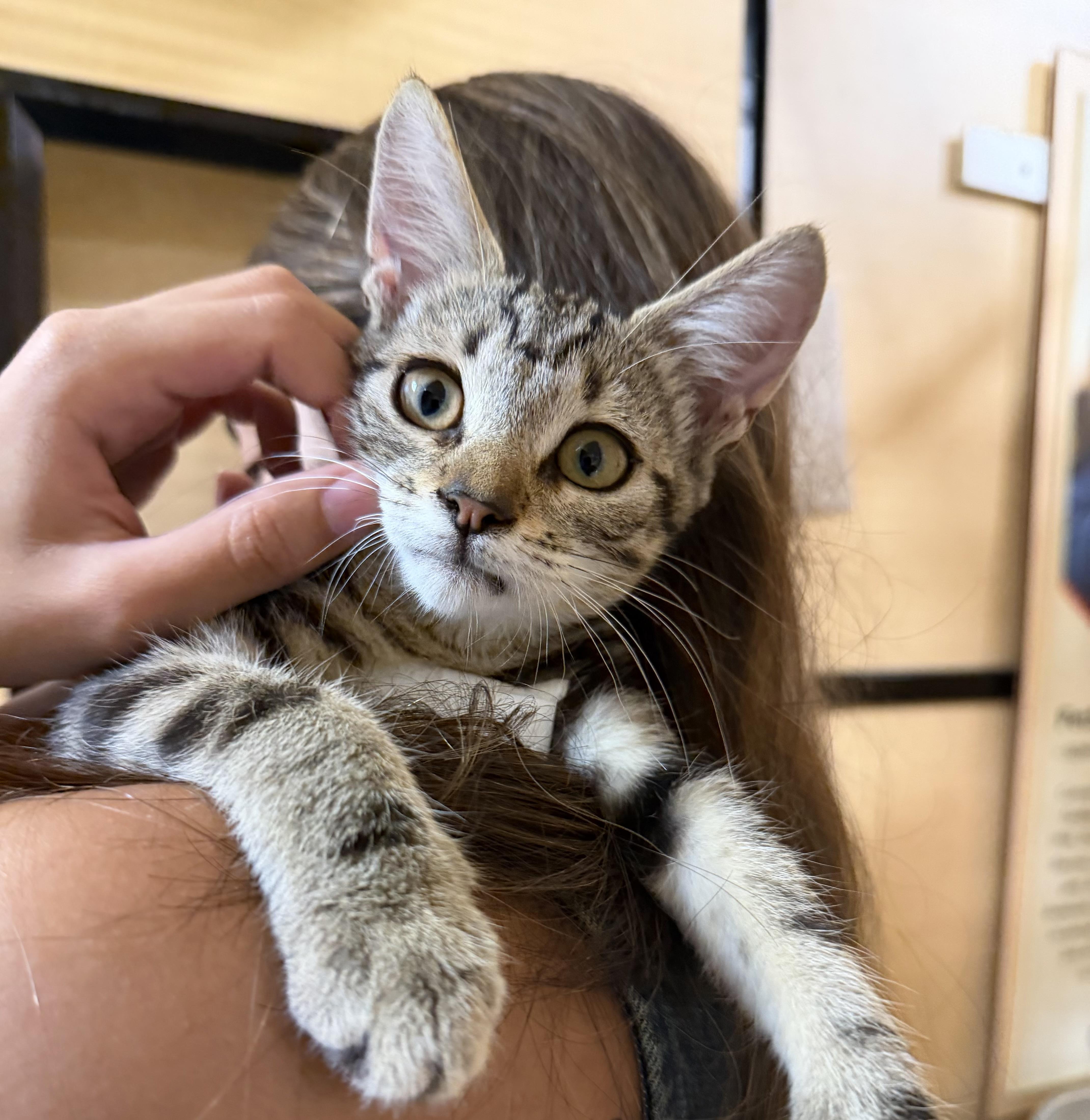 Enlarge Pixie, a ADOPTABLE Tabby in Charlotte, NC image 3/3