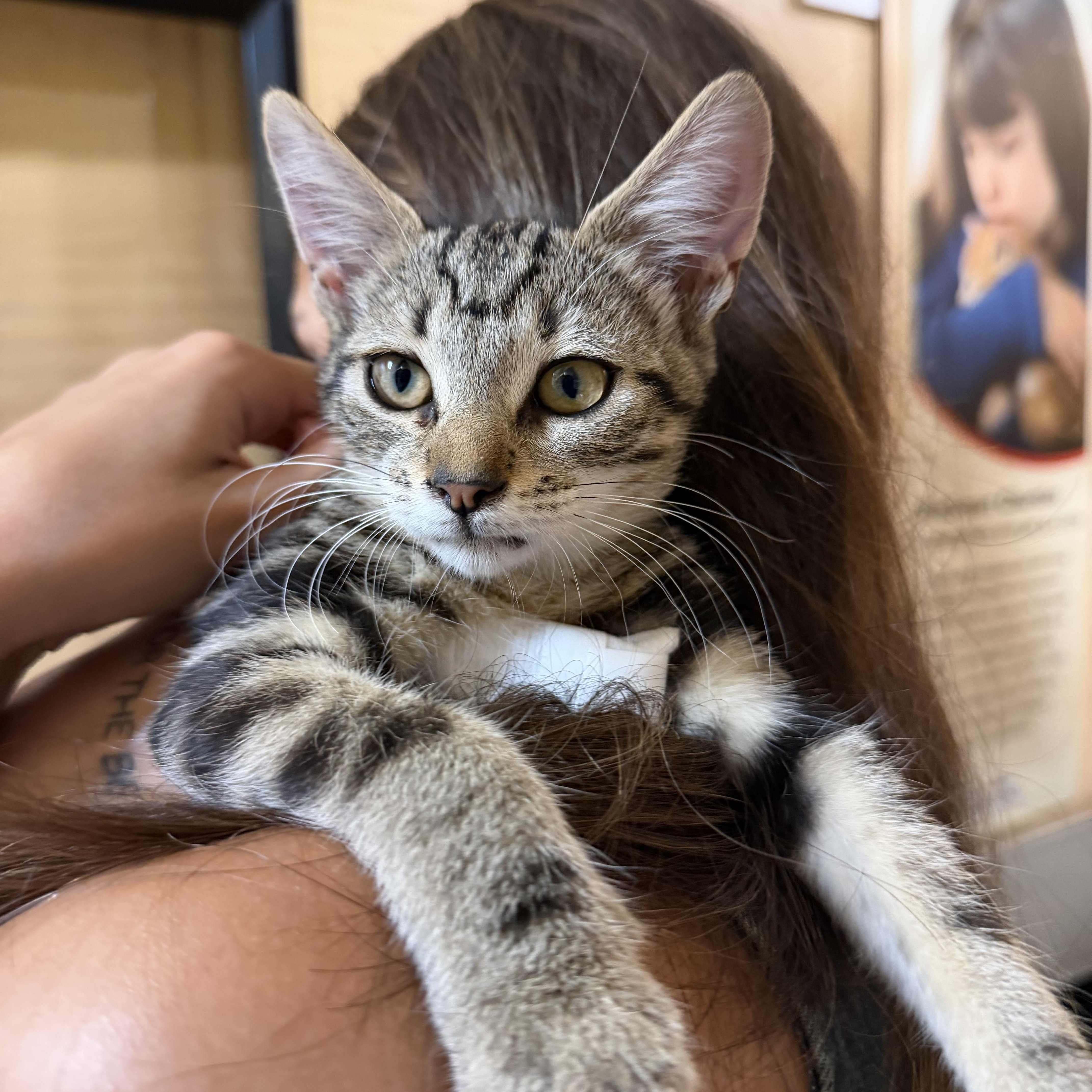 Pixie, ADOPTABLE, Young Female Tabby.