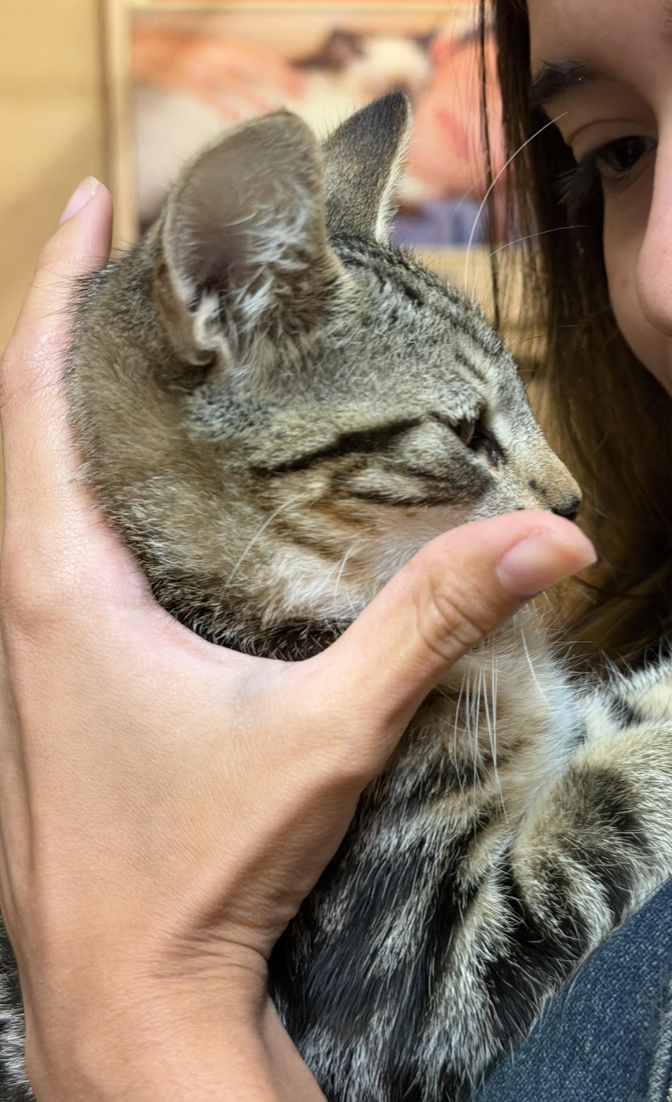 Enlarge Pixie, a ADOPTABLE Tabby in Charlotte, NC image 2/3