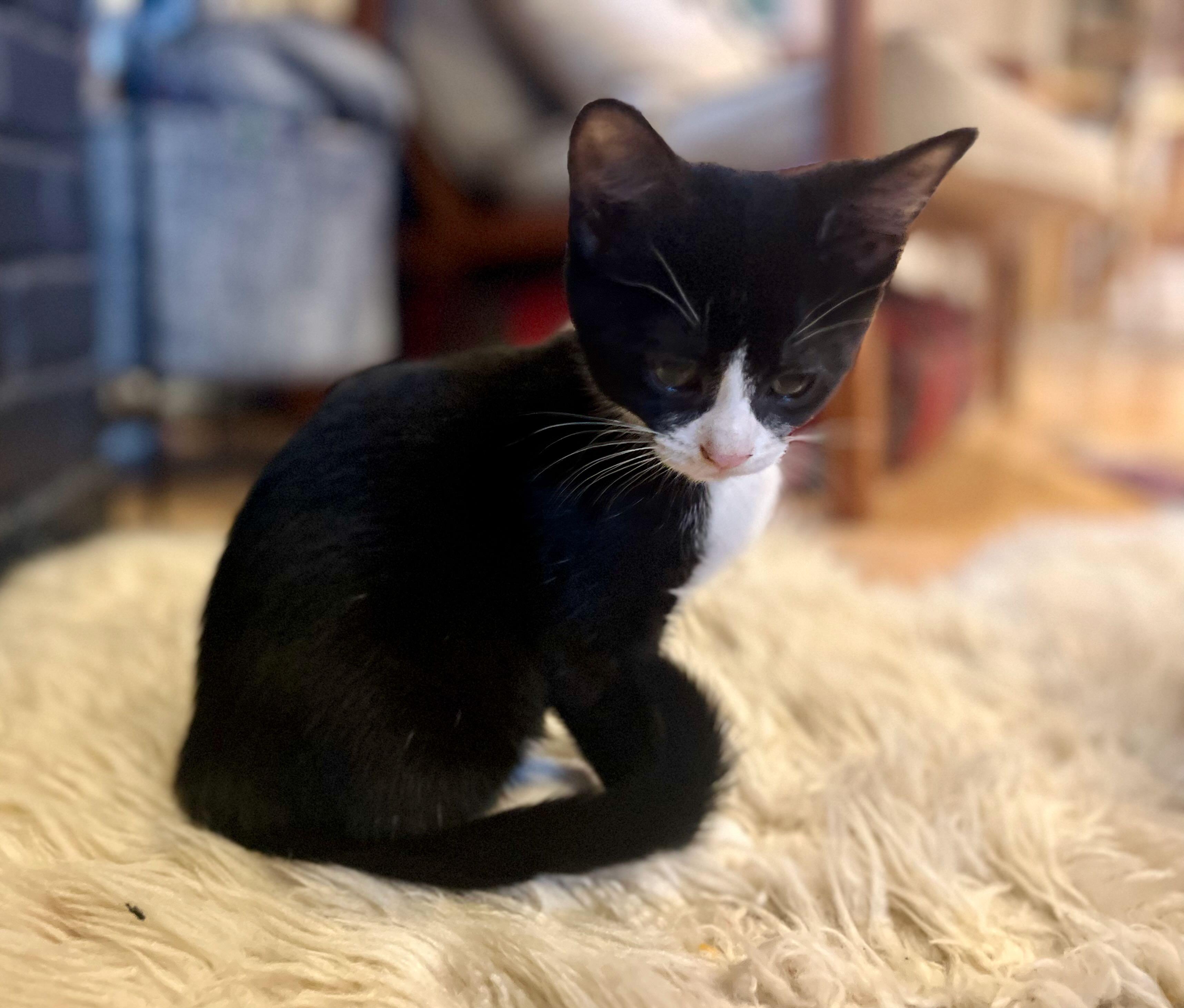 Bean, Adoptable, Kitten Male Tuxedo.