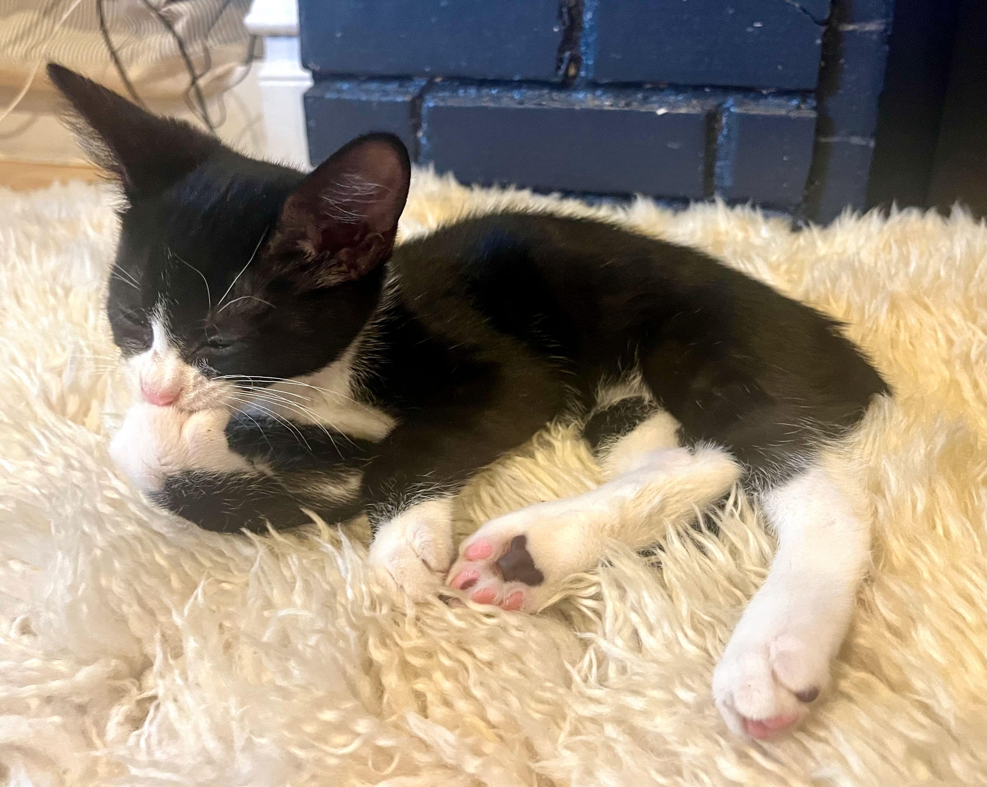 Enlarge Bean, a Adoptable Tuxedo in Hood River, OR image 2/4
