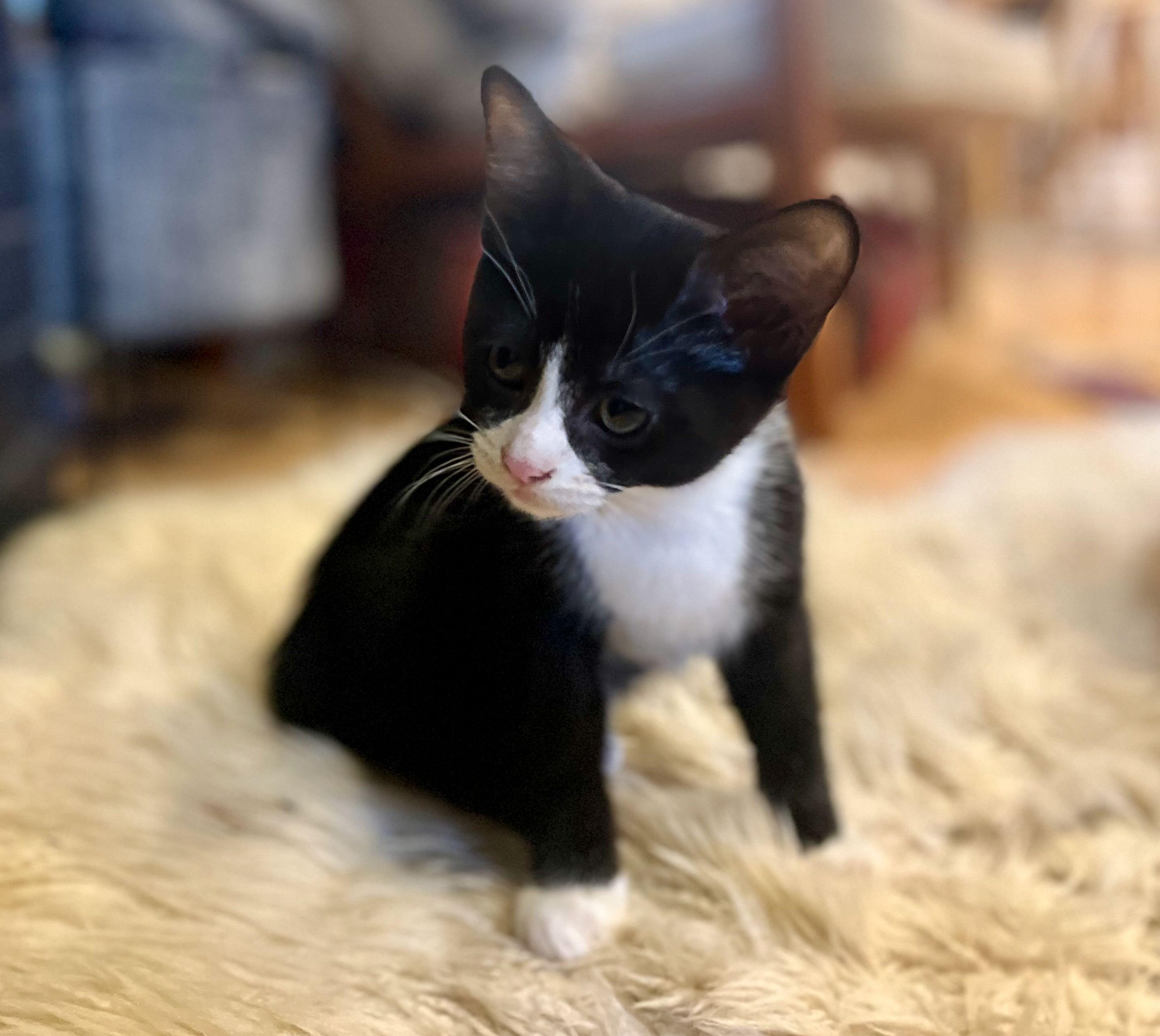 Enlarge Bean, a Adoptable Tuxedo in Hood River, OR image 3/4