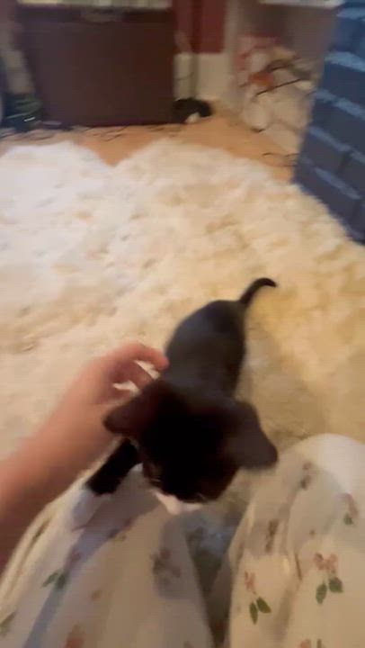 Enlarge Bean, a Adoptable Tuxedo in Hood River, OR video 4/4