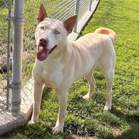 Enlarge SNOW, a Adoptable Husky in Delano, CA image 3/5