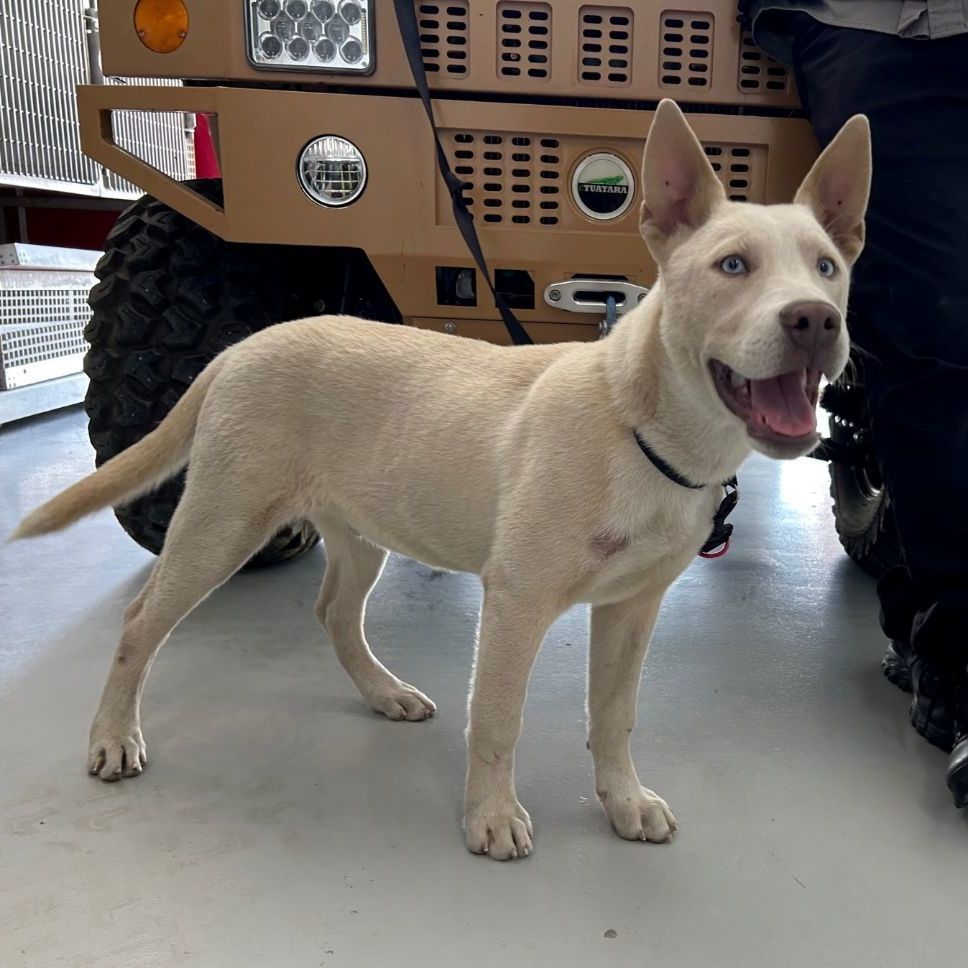 SNOW, a Adoptable Husky in Delano, CA image 1/4