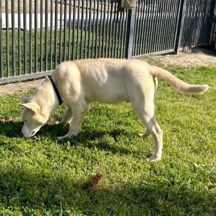 SNOW, a Adoptable Husky in Delano, CA image 2/4