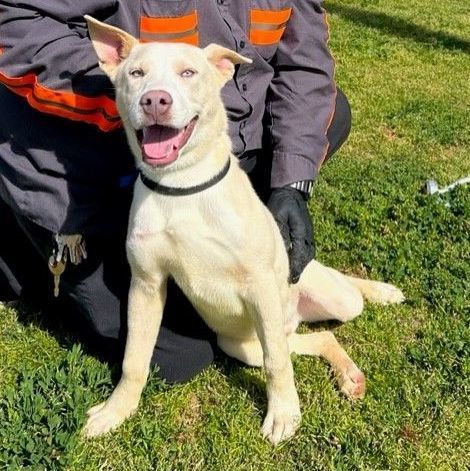 SNOW, a Adoptable Husky in Delano, CA image 3/4