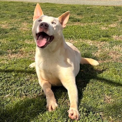 Enlarge SNOW, a Adoptable Husky in Delano, CA image 4/5