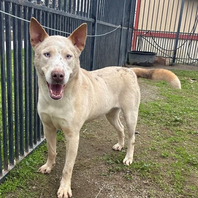 Enlarge SNOW, a Adoptable Husky in Delano, CA image 5/5