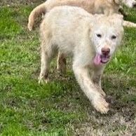 SNOW, a Adoptable Husky in Delano, CA image 4/4