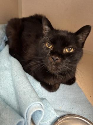 Bakey, Adoptable, Senior Male Domestic Short Hair & Domestic Short Hair.
