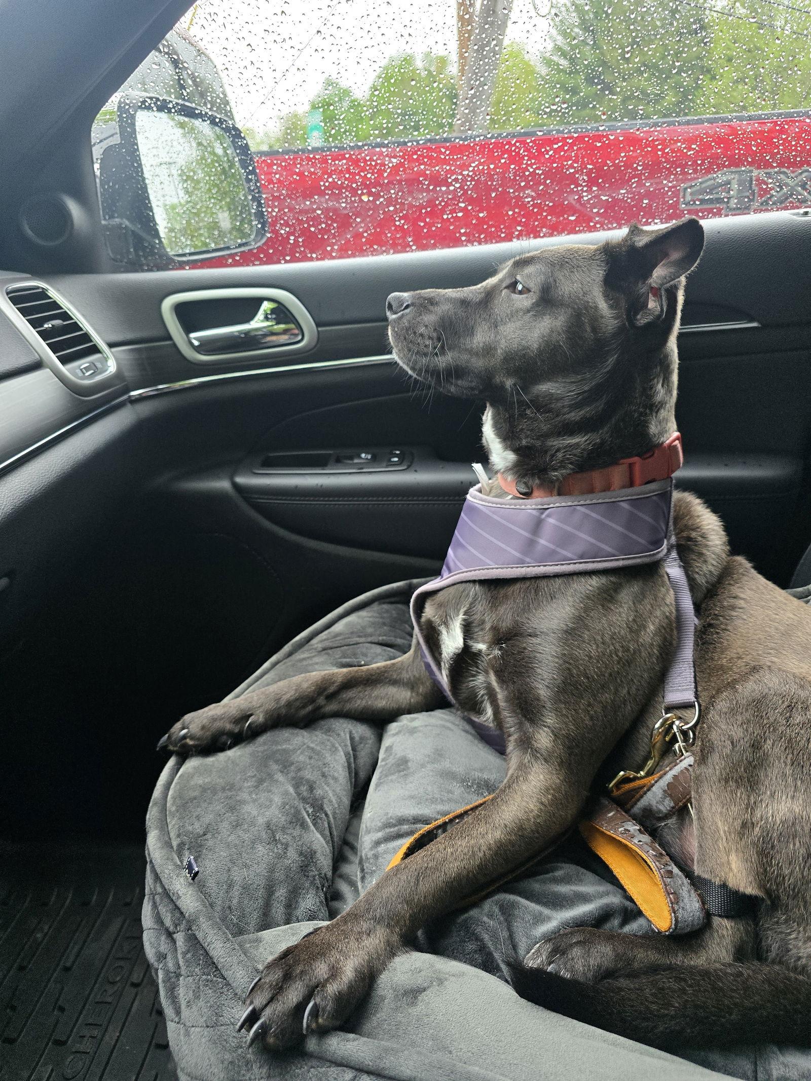 Enlarge Charlene, a Adoptable Retriever in Morganville, NJ image 3/3