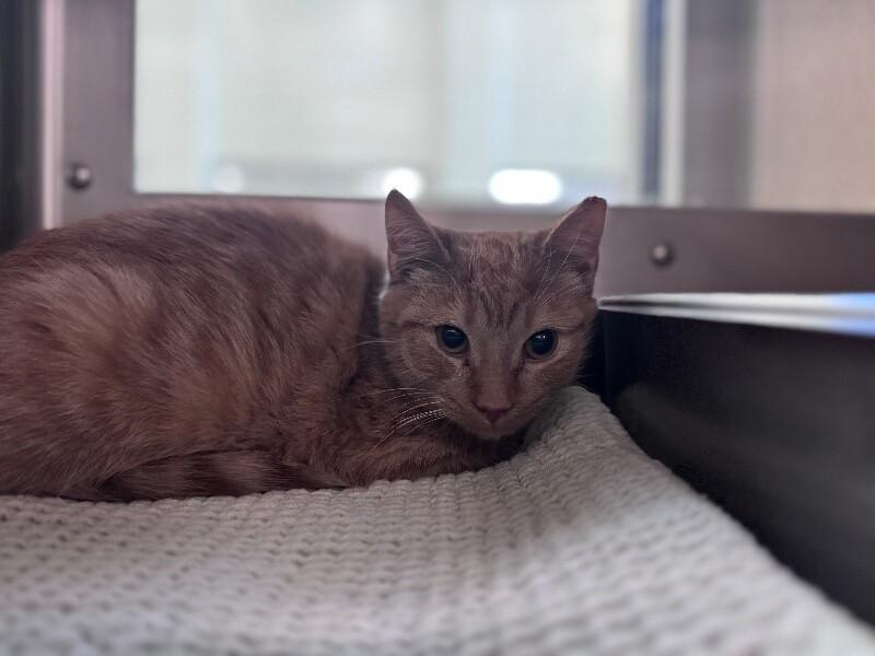 Hollie, Adoptable, Adult Female Domestic Short Hair.