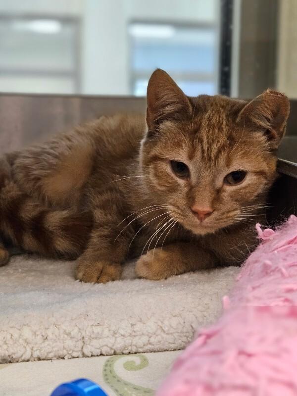 Hollie, a Adoptable Domestic Short Hair in Disputanta, VA image 2/3