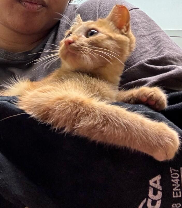 Hollie, a Adoptable Domestic Short Hair in Disputanta, VA image 3/3