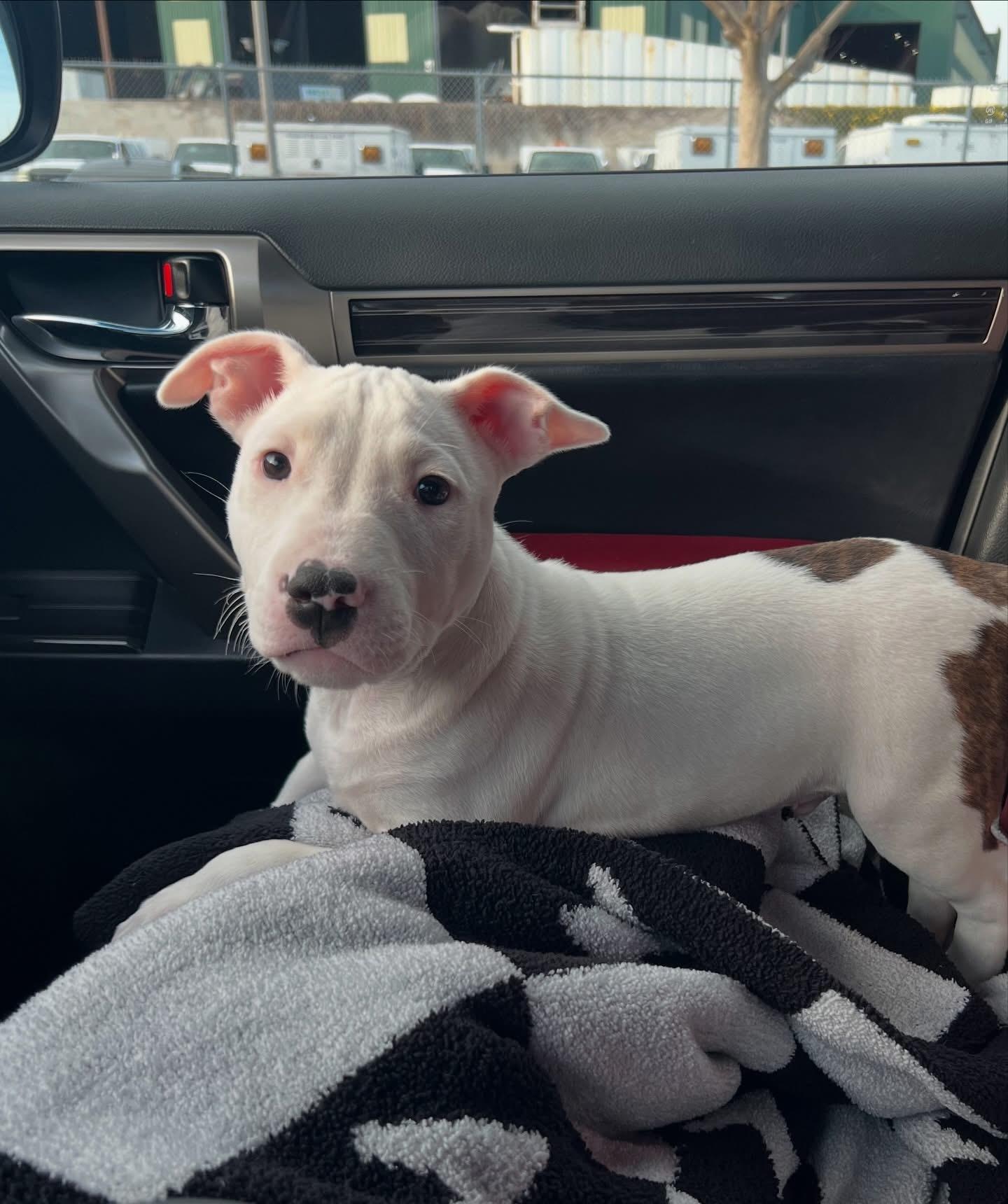 Enlarge Cruz-ADOPT Me!!, a ADOPTABLE mixed breed in Redondo Beach, CA image 3/4