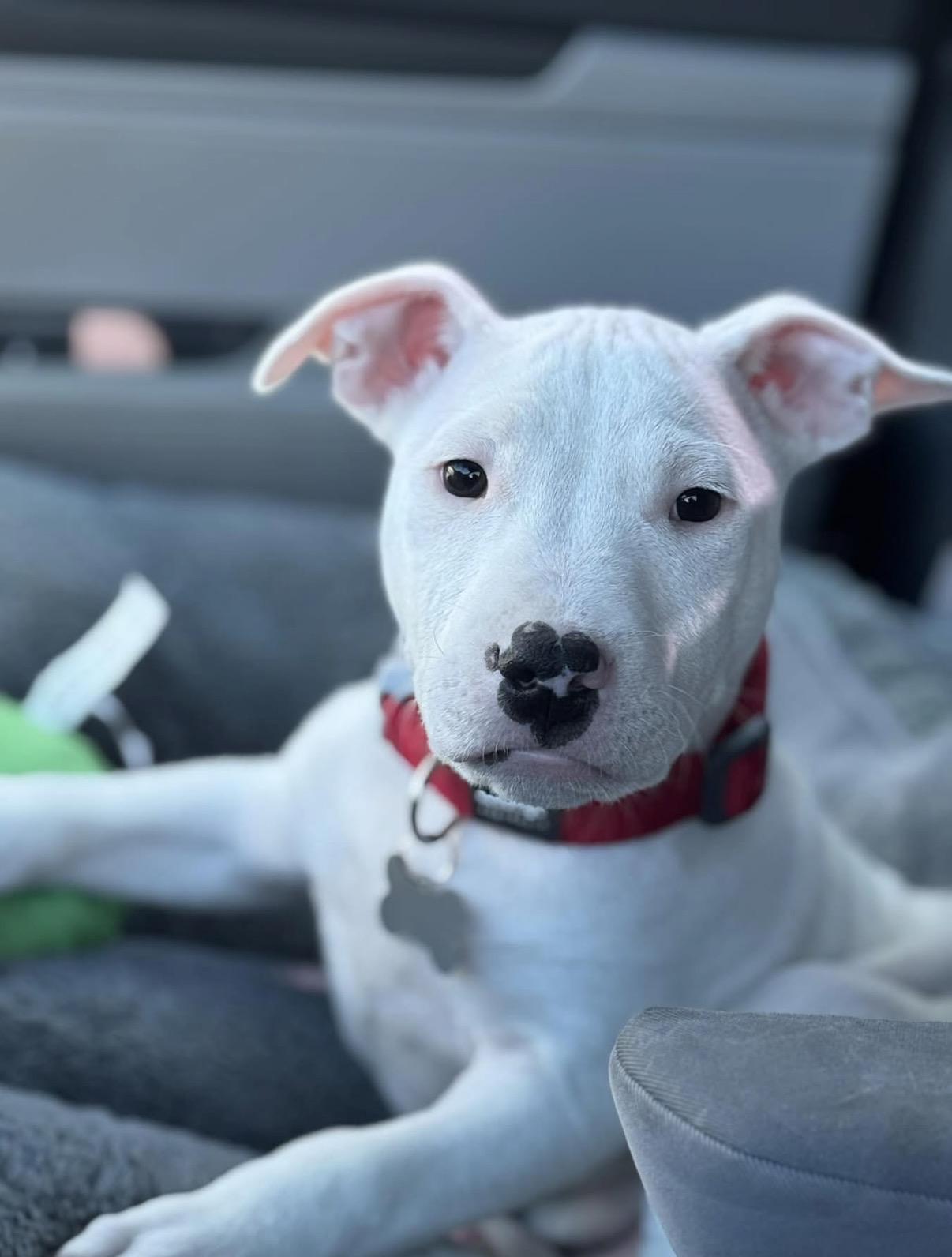 Cruz-ADOPT Me!!, ADOPTABLE, Puppy Male Bull Terrier.