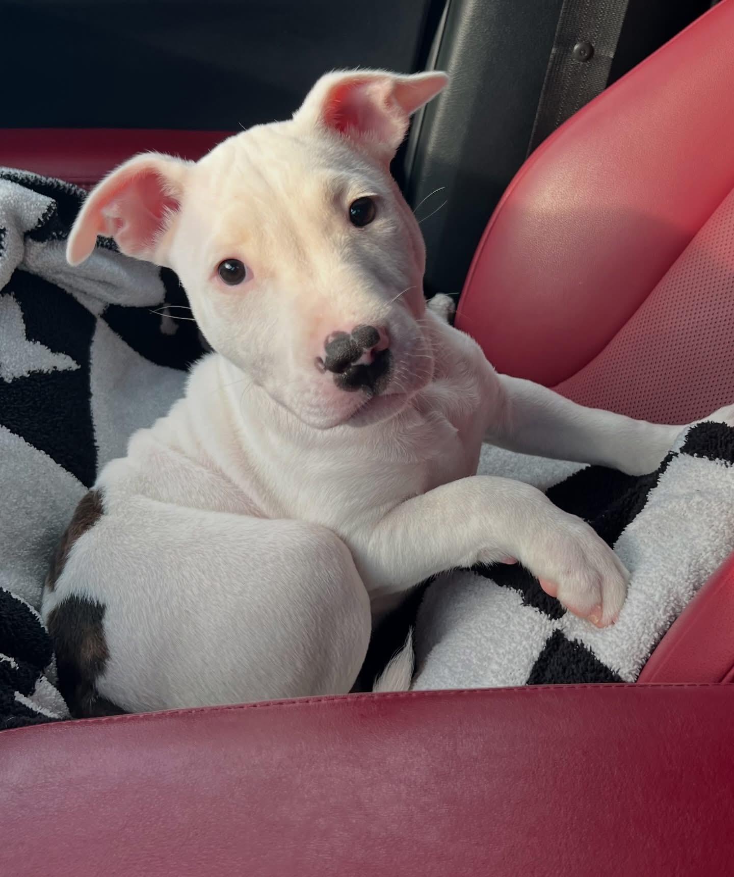 Enlarge Cruz-ADOPT Me!!, a ADOPTABLE mixed breed in Redondo Beach, CA image 4/4