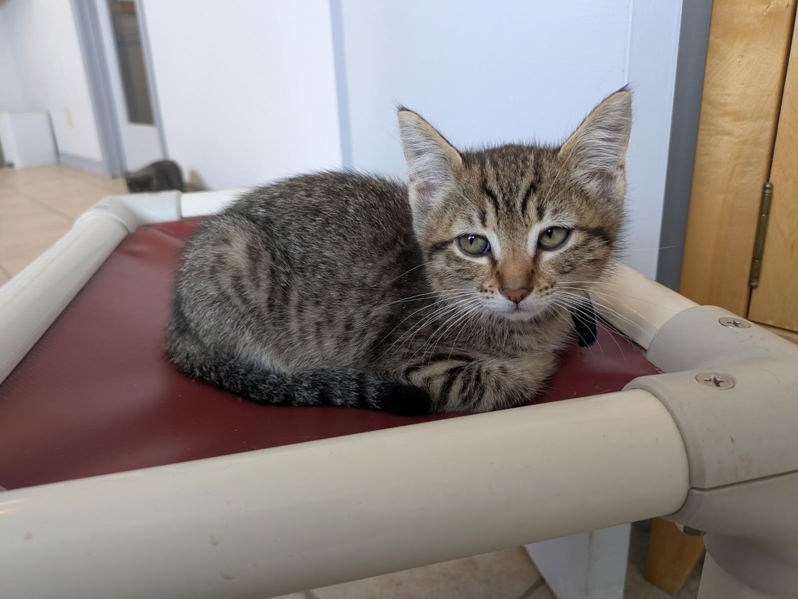 Eartha, Adoptable, Young Female Domestic Short Hair.