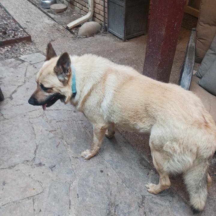 Oso ( Gentle Giant ), a Adoptable mixed breed in Greeneville , TN image 5/6