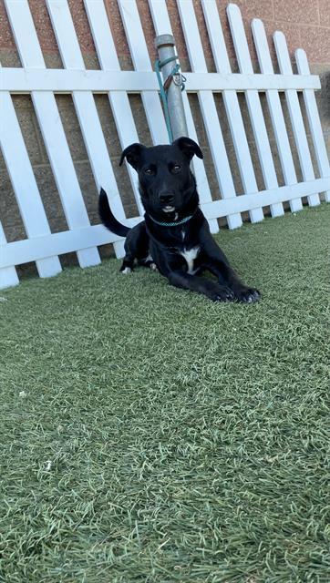 SHADOW, Adoptable, Young Male Labrador Retriever & Mixed Breed.